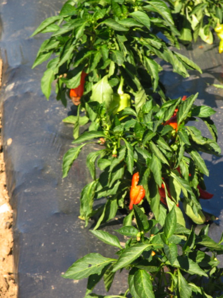jef_20100925_032.jpg